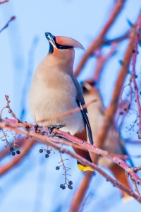 A Bohemian waxwing snacks on berries in a tree south of the Bunnell Building on a November afternoon.