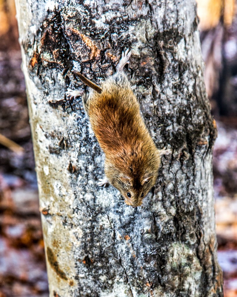 A northern red-backed vole (Myodes rutilus) climbs down an aspen tree trunk headfirst. This behavior, as well as the ability to rotate hind feet backward to support body weight, is normally found in mammals adapted to climbing and has not been documented previously in voles. Former UAF undergraduate Jon Nations, now a technician at the UA Museum of the North, was awarded several grants from the Undergraduate Research and Scholarly Activities program to study climbing behavior in this species and has submitted a paper to the Journal of Mammalogy describing his results.