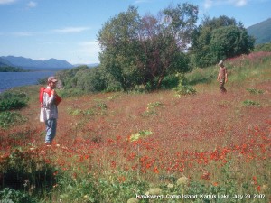Photo courtesy of Kodiak National Wildlife Refuge. Biologists assess a field of orange hawkweed on Camp Island in the Kodiak National Wildlife Refuge. The highly invasive species crowds out other native plants.