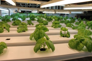 Photo by Nancy Tarnai. Basil grows prolifically year-round in the Johnson's Family Farm controlled environment center.