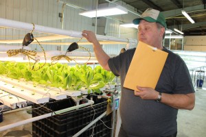Photo by Nacy Tarnai. Bill Johnson checks his lettuce crop.