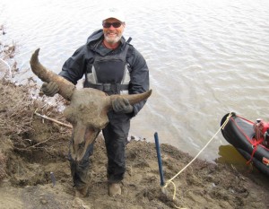Photo by Pam Groves. Dan Mann holds the skull of a steppe bison that died on Alaska’s North Slope more than 40,000 years ago. Mann and Pam Groves found the nearly complete skeleton of the bison while floating down a northern river last summer.