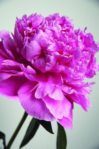 Photo courtesy of Pat Holloway. The peony is a beautiful flower in great demand for weddings and other special occasions.