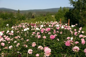 Photo courtesy of Pat Holloway. Peony test plots around Alaska reveal the variety of colors and styles of peonies, as well as scientific data about growth and production.