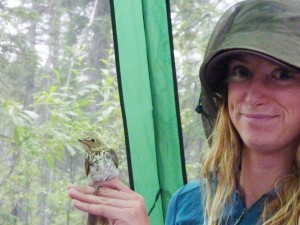 Photo by Ravinder Sehgal. Jenny Carlson of the University of California, Davis with a captured Swainson’s thrush in Coldfoot, summer 2012.