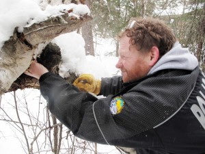 Photo by Ned Rozell. Todd Sformo of the North Slope Borough Department of Wildlife Management in Barrow looks for hibernating insects in a birch tree.