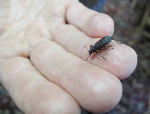 Photo by Ned Rozell.. A black Upis beetle crawls on Ben Armentrout’s hand after coming in from the cold.