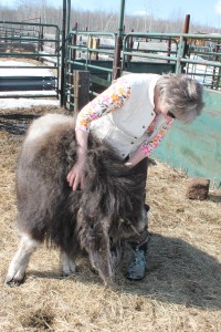 Photo courtesy of LARS. Jan Rowell visits with Freya, a 1-year-old musk ox that was abandoned in the wild and raised at LARS. Freya is ready to have her qiviut combed for the first time.