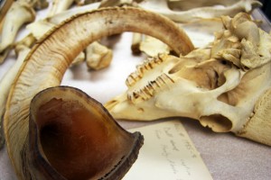 Photo by Theresa Bakker.  Scientists from Idaho State University are making high-resolution 3-D scans of arctic mammals from the museum's collection. 
