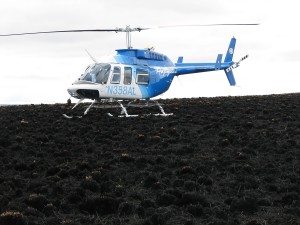 In June 2008, a little more than a year after the massive Anaktuvuk River fire on Alaska’s North Slope, a helicopter used to ferry researchers from the University of Alaska Fairbanks, Institute of Arctic Biology, Toolik Field Station to the Anaktuvuk River fire burn site sits in stark contrast to the burned and seemingly lifeless tussock tundra. Photograph courtesy of Marion Syndonia Bret-Harte/IAB.