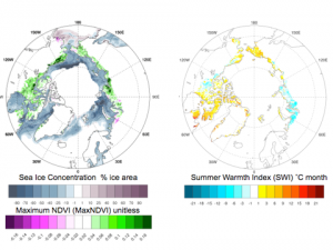 Magnitude trends for (left) spring sea-ice concentration (%) (as represented by trends from the climatological 50% sea-ice concentration level) and (left) annual MaxNDVI (unitless).  The right panel shows land-surface summer warmth index (SWI) (˚C month). Trends were calculated using a least squares fit (regression) at each pixel. The SWI is the annual sum of the monthly mean temperatures > 0°C, derived from AVHRR thermal channels 3 (3.5–3.9 μm), 4 (10.3–11.3 μm) and 5 (11.5–12.5 μm). The total trend magnitude (regression times 30 years) over the 1982–2011 period is presented.