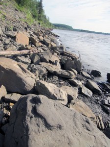 Photo by Pat Druckenmiller. A dinosaur track exposed along the rocky shoreline of Yukon River. Finding the fossils involved walking along the river’s banks and turning over rocks.