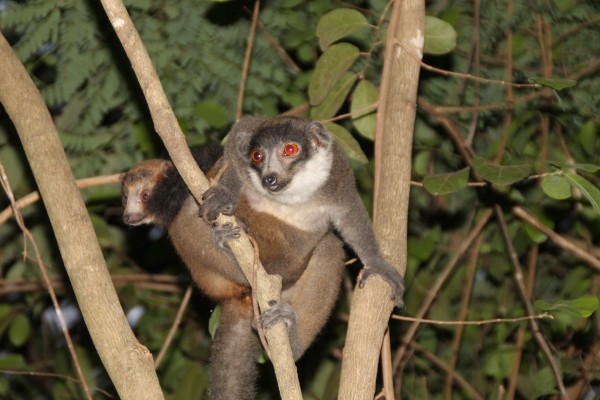 Photo by Luke Dollar. Collared brown lemur (Eulemur fuvius collaris).