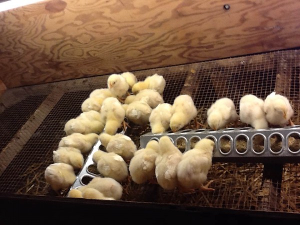 Chicks at Meyers Farm in Bethel will soon be meat on the table.