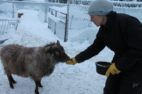 Tamara Rose feeds sheep at Fyndinn Farm in the Goldstream Valley.