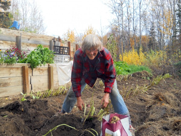 Photo courtesy Terry Reichardt.  Terry Reichardt reaps what she has sown in her Fairbanks garden.