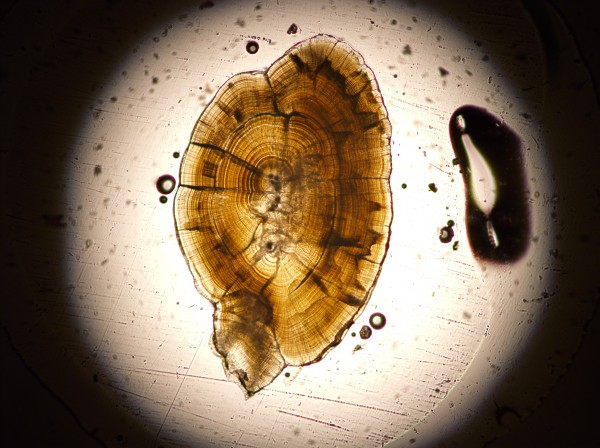 Photo by Sean Brennan. Sectioned otolith of a juvenile chinook salmon.
