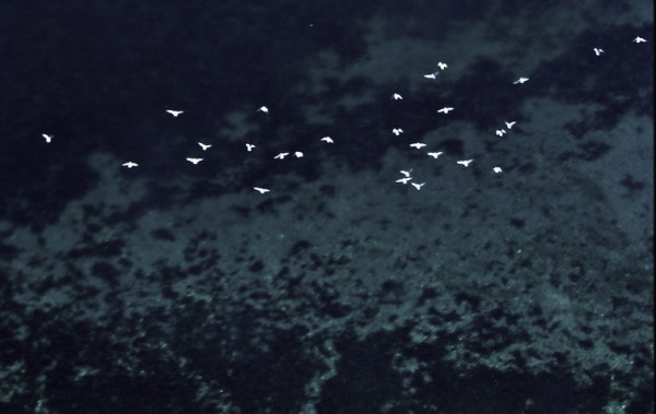 Photo by Deborah Mercy. Seabirds flying over Kodiak Intertidal area. 