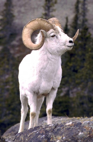 Photo by Steve Arthur. Dall sheep ram, about 10 years old, in the St. Elias Mountains, Alaska.
