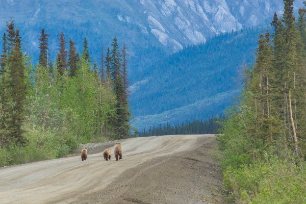 A grizzly bear family trots up the Dalton Highway where it passes through the Brooks Range, about 300 miles north of Fairbanks, in mid-June.