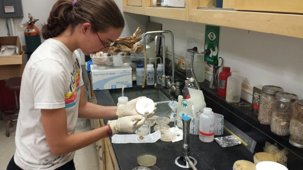 Christin Anderson works in a UAF lab, researching fungi's ability to clean contaminated soil.