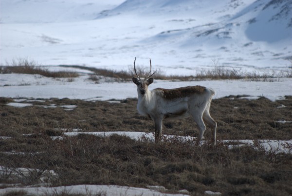 Photo by D. Gustine, USGS. Caribou from the Central Arctic herd along the Sagavanirktok River in northern Alaska.