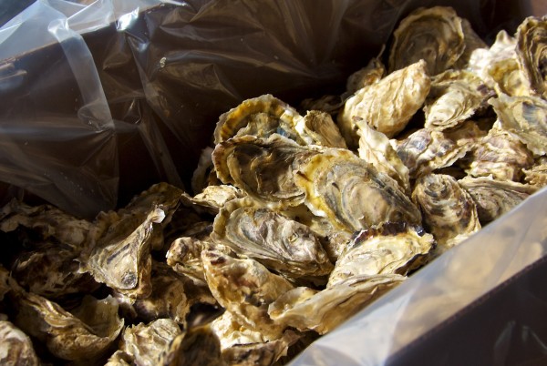 Photo by Deborah Mercy. Pacific oysters await shipment from Prince of Wales Island.