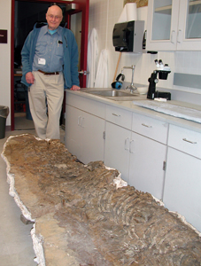 Carl Benson, UAF professor emeritus, stands in the UA Museum of the North's earth sciences lab with the ichthyosaur fossil he discovered in 1950 while mapping the U.S. Naval Petroleum Reserve No. 4.