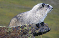 A hoary marmot, one of three species found in Alaska. Photo by Jack Whitman.