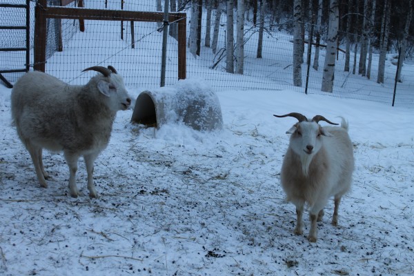 Goats at Willow Hill Farm. Photo by Nancy Tarnai.