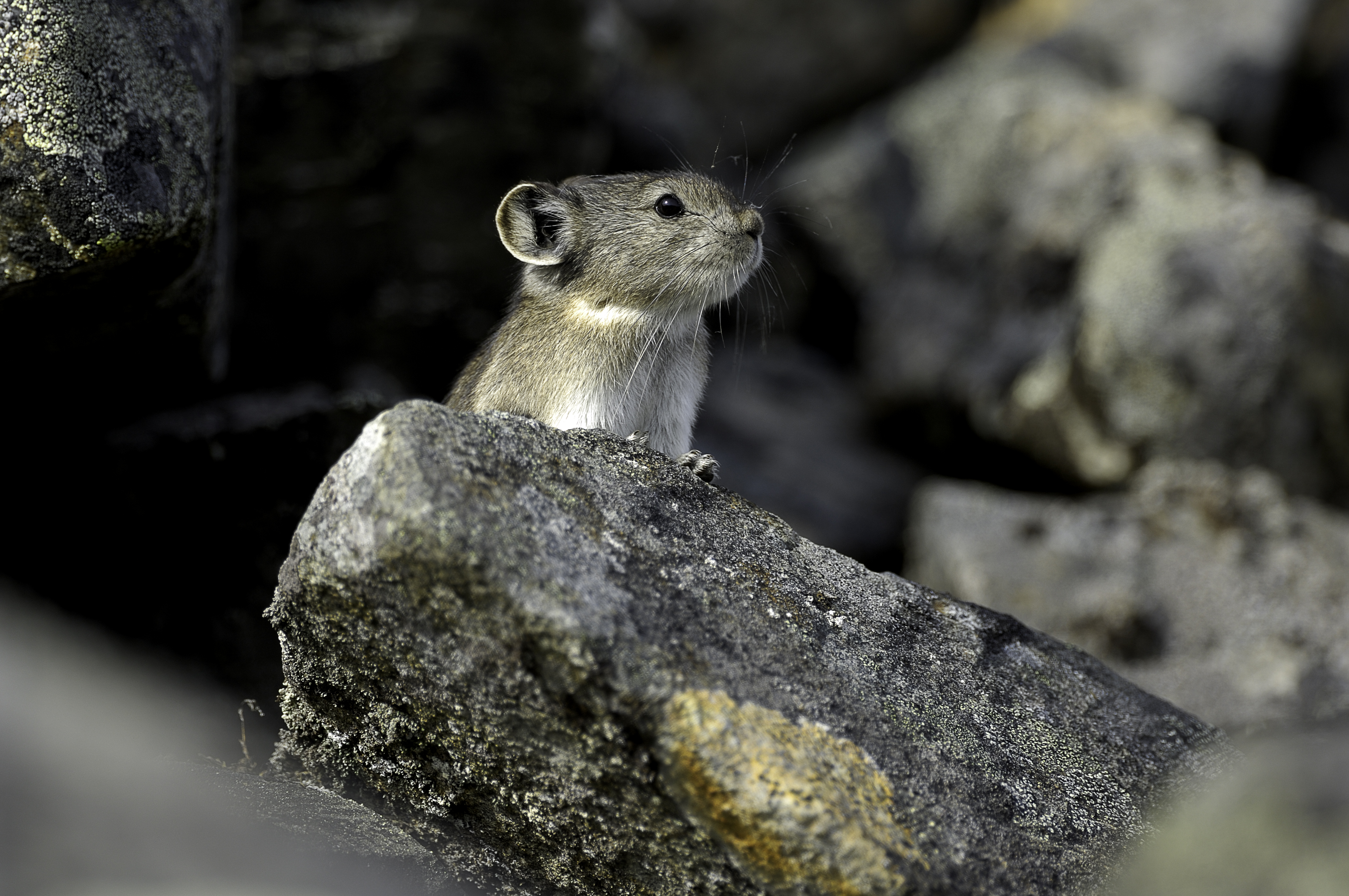 Photo by Moose Peterson. UAF researchers studied genetic data from several small alpine mammals, including collared pikas.