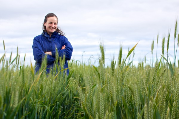 Karen Hills researched wheat varieties for Alaska at Washington State University's Mount Vernon Research Center.