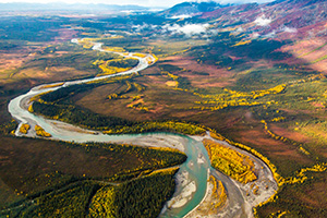 UAF photo by Todd Paris. Empirical evidence from Alaska's boreal forest suggests that every 1 percent reduction in overall plant diversity could render an average of .23 percent decline in individual tree productivity. 