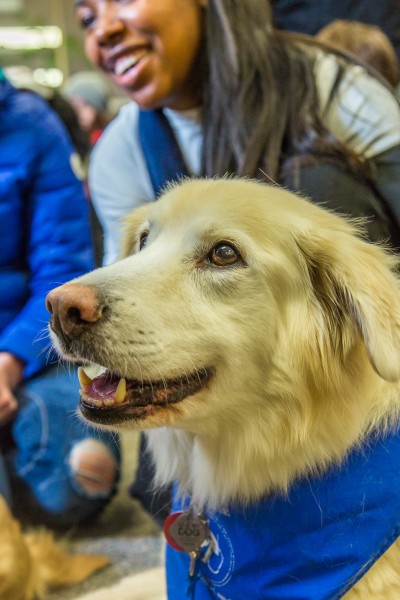 Join dogs from Companions Inc. at Rasmuson Library for a snuggle during finals.