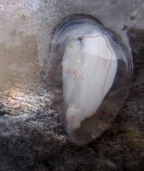 Photo by Sean Brennan.  This otolith has been extracted from a fish. It is still within its fluid sac which is surrounded on the outside by blood vessels. Otoliths help fish with hearing and balance.