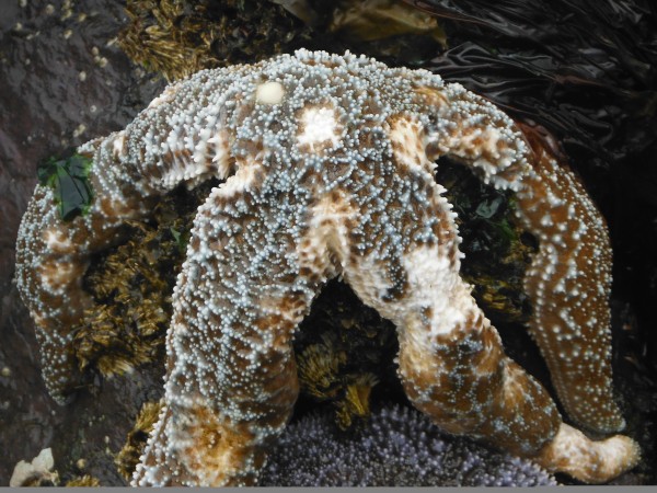 Photo by Brenda Konar. A sea star photographed on Elephant Island in Kachemak Bay this spring displays lesions typically caused by wasting disease.