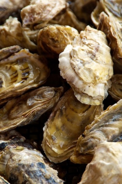 Photo by Deborah Mercy. Pacific oysters ready for market. 