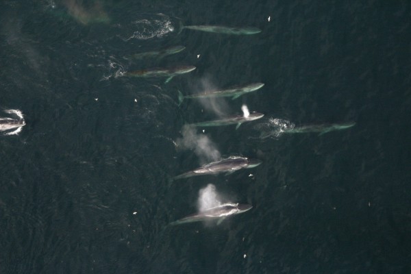 Photo courtesy UAF Gulf Apex Predator-Prey Project.  Fin whales forage in Uganik Bay on the west side of Kodiak Island.