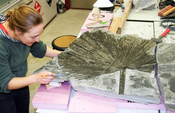 Photo by Tamara Martz. Julie Rousseau, earth sciences collection manager, prepares a palm frond fossil discovered in Southeast Alaska.
