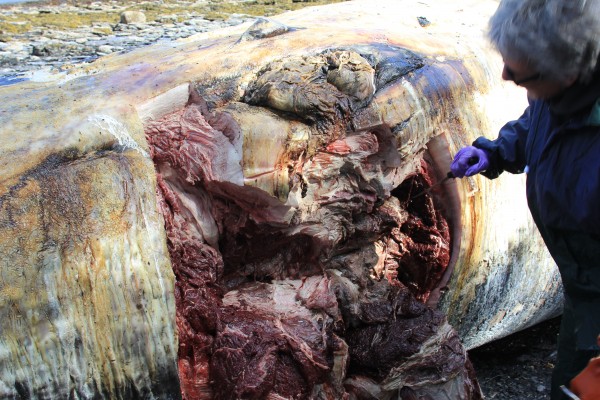 Photo courtesy UAF Gulf Apex Predator-Prey Project.  Kate Wynne takes samples from dead fin whale on June 5 after it came aground inside Marmot Bay on Whale Island just north of the town of Kodiak.