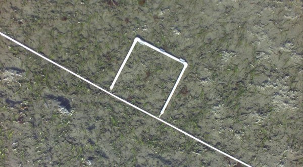 Photo courtesy of ACUASI.  This quadrat made of PVC pipes lies on a sea grass-covered beach. An unmanned aircraft's camera photographed it.
