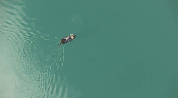 Photo courtesy of ACUASI.  A sea otter munches a snack in this photo taken with a camera on an Aeryon Scout unmanned aircraft.