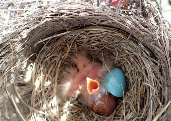 Photo by Ned Rozell.  A robin chick in a nest near the Middle Fork of the Chandalar River.