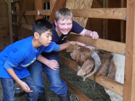 Ben Kahoe of Fairbanks shows his family goat to his friend, Hibiki, during during a past exchange from Japan.