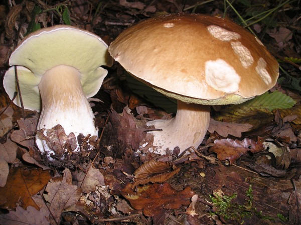The Boletus edulis mushroom is native to Alaska.