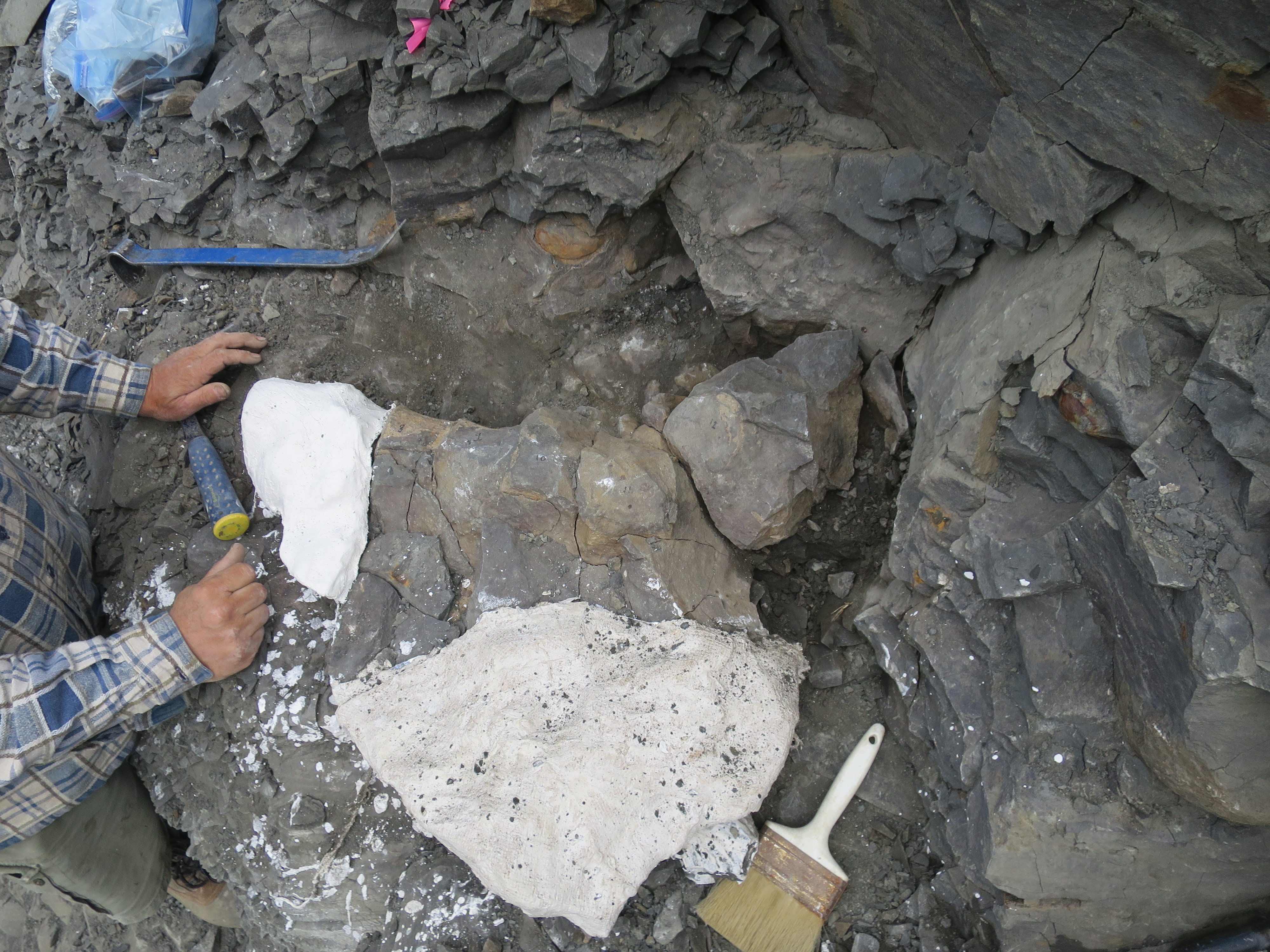 Photo by Pat Druckenmiller.  An articulated portion of the spine extends into the hill to the right of the small plaster jacket. The larger plaster jacket contains part of the elasmosaur's scapula.