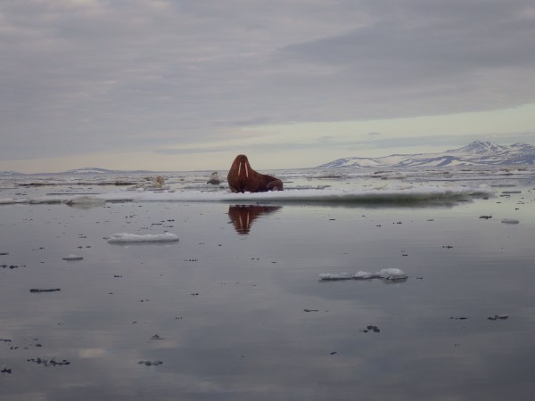 Photo by Amos Oxereok..  A walrus sits on sea ice near Wales, Alaska, during the spring 2015 hunt.