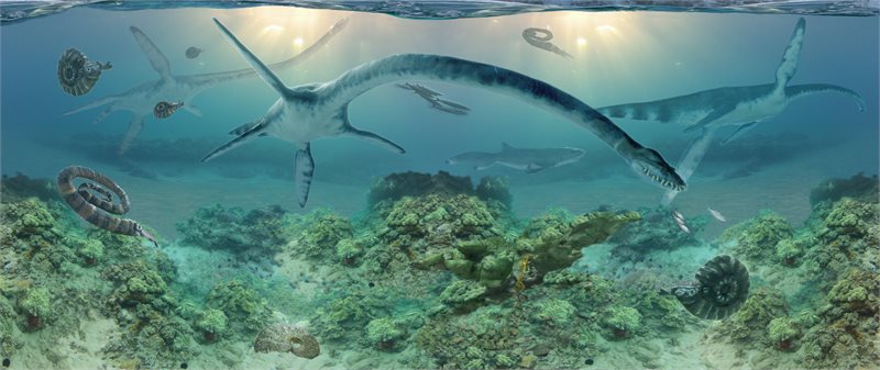 This painting of life in a Cretaceous sea by Anchorage artist James Havens depicts elasmosaurs. Havens is working with earth sciences curator Pat Druckenmiller to realistically interpret ancient life forms.