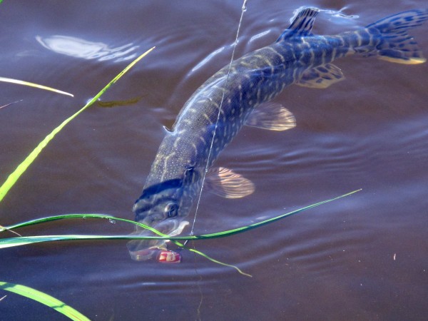 Photo by Ned Rozell. A northern pike caught at the mouth of the Kandik River. 