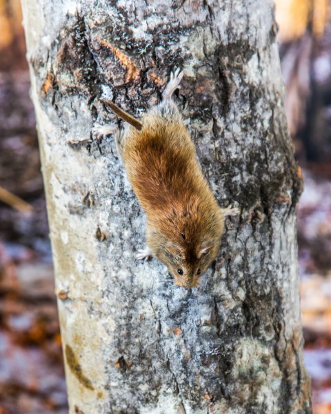 UAF photo by Todd Paris. A northern red-backed vole climbing down a tree.
